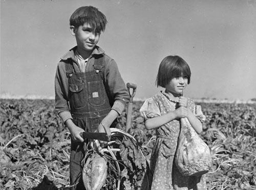 Children and the Sugar Beets