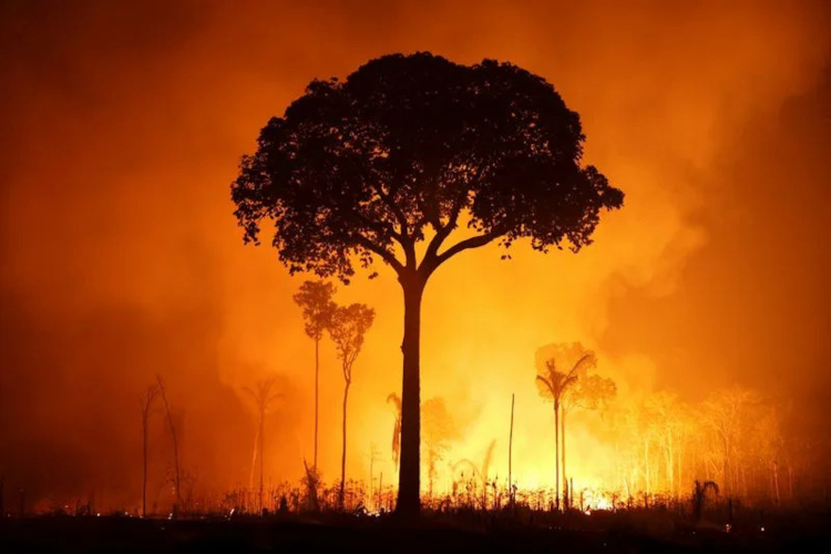 Wildfires in the Amazon Rainforest