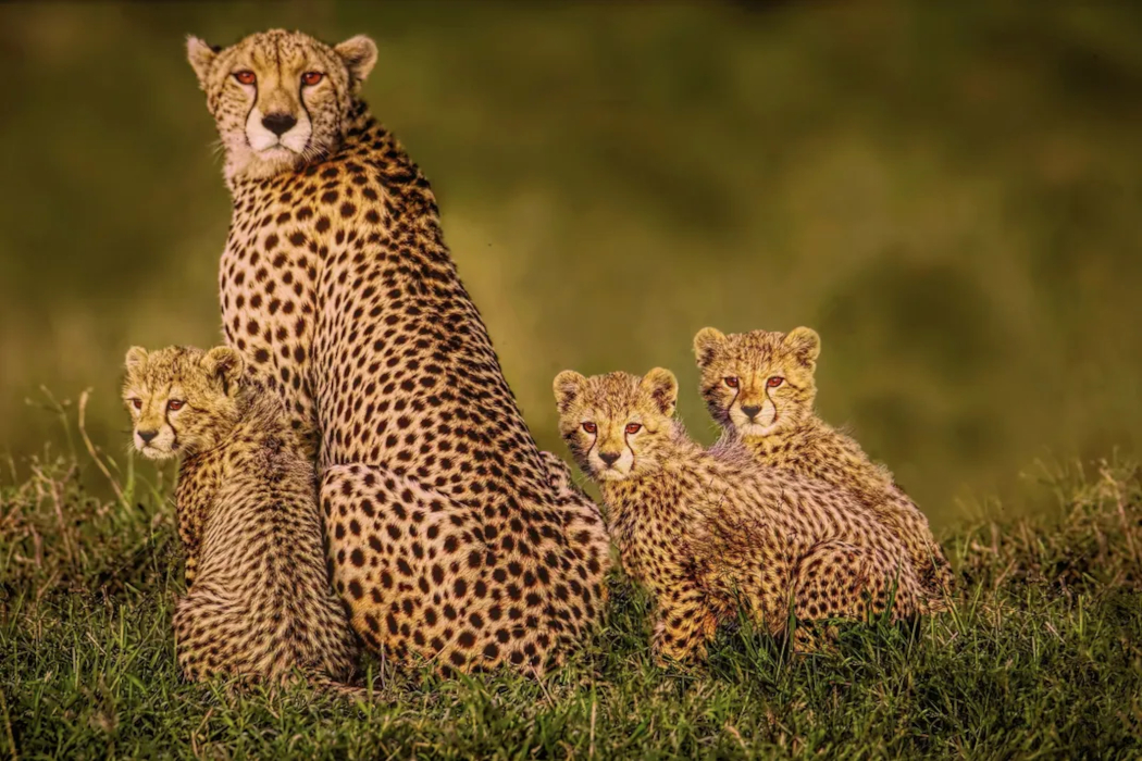 Cheetas