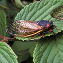 Photo: Cicadas getting ‘high, horny, super-sexed’ from fungus that makes their butts fall off, experts say