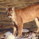 Photo: Federal researchers declare eastern cougar extinct