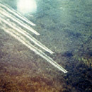 Agent Orange Defoliant Spray