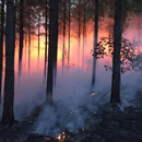 Alabama Wildfires