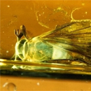 Photo: Unknown insects found in 110-million-year-old amber in Spain