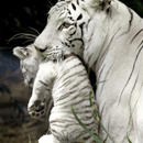 White Bengal Tigers