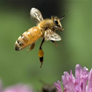 Photo: Einstein Was Right - Honey Bee Collapse Threatens Global Food Security