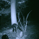 Photo: Pa. hunter's images stir Bigfoot debate