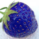Photo: Scientists make blue strawberries by splicing them with fish genes