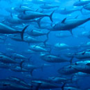 Photo: Radioactive bluefin tuna crossed the Pacific to US
