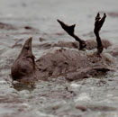 Photo: 5 Years After Gulf Oil Spill, BP Spokesman Tells Public Not To Worry About Tar Balls In The Water