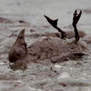 A bird covered in oil