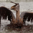 Oil Covered Pelican