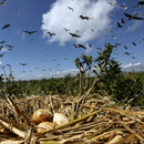 Oil-Covered Bird Eggs