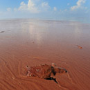 A dead turtle floats on a pool of oil