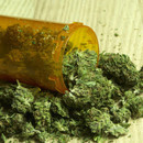Photo: Pancreatic Cancer Disappeared in 70% of Mice Treated with Cannabis