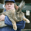 Super-sized Bunnies