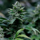Photo: Study Finds Cannabis Compounds Prevent Infection By Covid-19 Virus