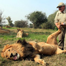 The lion massager