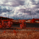 Chernobyl Red Forest