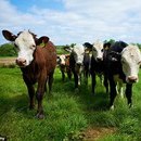 Photo: Cow infected with mad cow disease dies on a Welsh farm in Britain's first case of the brain bug this year