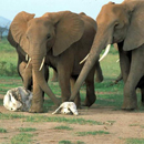 Photo: Elephants may pay homage to dead relatives