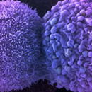 Photo: Scientists Have Used CRISPR to Slow The Spread of Cancer Cells