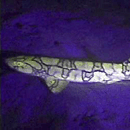 Photo: Fluorescent Shark Caught on Film