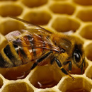 Photo: US beekeepers lost 40% of honeybee colonies over past year
