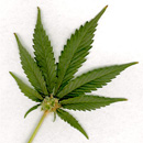 Photo: Cannabis compound 'halts cancer'
