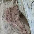 Photo: Neandertal-Cro-Magnon Hybrid?