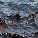 Seawater covered with thick black oil