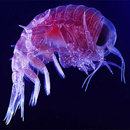 Photo: Plankton, base of ocean food web, in big decline