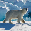 Polar Bear