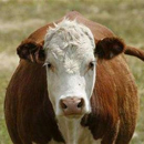 Photo: New Case of Mad Cow Reported in Canada