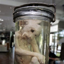 Photo: Monkey From Mars: A Georgia Crime Lab's Museum Oddity