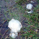 Photo: Is mysterious translucent jelly found in Cumbrian Fells from outer space?