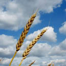 Photo: Record wheat price ignites food inflation fears