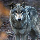 Photo: Wolves return to Netherlands after 140 years